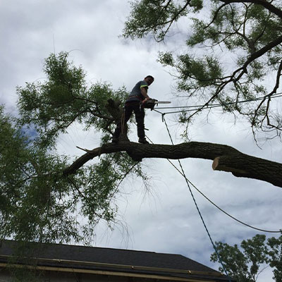 Tree Service
