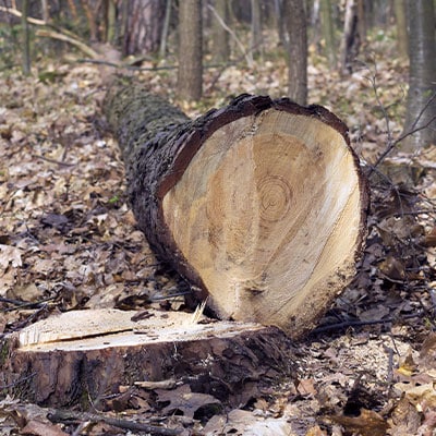 Stump Grinding